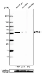 Western blot analysis in Caco-2 cells transfected with control siRNA, target specific siRNA probe #1 and #2, using Anti-APOH antibody. Remaining relative intensity is presented. Loading control: Anti-GAPDH.