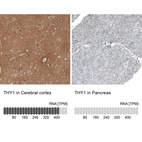 Anti-THY1 Antibody