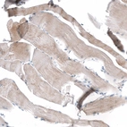 Immunohistochemical staining of human skeletal muscle shows weak positivity in myocytes.