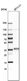 Anti-RRAGA Antibody