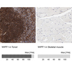 Anti-WIPF1 Antibody