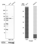 Western blot analysis in human cell lines PC-3 and Caco-2 using Anti-TRIOBP antibody. Corresponding TRIOBP RNA-seq data are presented for the same cell lines. Loading control: Anti-COX4I1.