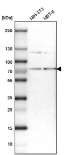 Western blot analysis in mouse cell line NIH-3T3 and rat cell line NBT-II.