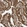Anti-PAXBP1 Antibody