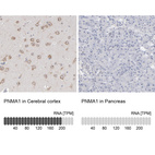 Anti-PNMA1 Antibody