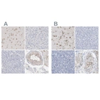 Immunohistochemical staining of human cerebral cortex, liver, pancreas and testis using Anti-PNMA1 antibody HPA003817 (A) shows similar protein distribution across tissues to independent antibody HPA015007 (B).