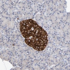 Immunohistochemical staining of human Pancreas shows strong cytoplasmic positivity in islets of Langerhans.