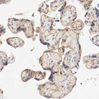 Immunohistochemical staining of human placenta shows weak membranous positivity in trophoblastic cells.