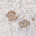 Anti-ZNF267 Antibody