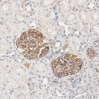 Immunohistochemical staining of human kidney shows moderate membranous positivity in cells in glomeruli.
