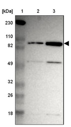 Anti-ZNF267 Antibody