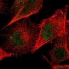 Immunofluorescent staining of human cell line U-251 MG shows localization to nucleoplasm.
