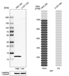 Western blot analysis in human cell lines HEK293 and U-251MG using Anti-MIF antibody. Corresponding MIF RNA-seq data are presented for the same cell lines. Loading control: Anti-HSP90B1.