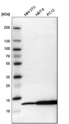 Western blot analysis in mouse cell line NIH-3T3, rat cell line NBT-II and rat cell line pC12.