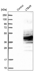 Western blot analysis in control (vector only transfected HEK293T lysate) and LTB4R over-expression lysate (Co-expressed with a C-terminal myc-DDK tag (~3.1 kDa) in mammalian HEK293T cells, LY403631).