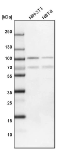 Western blot analysis in mouse cell line NIH-3T3 and rat cell line NBT-II.