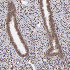 Anti-ZFX Antibody