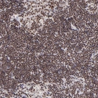 Immunohistochemical staining of human lymph node shows moderate nuclear positivity in non-germinal center cells.