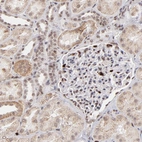 Immunohistochemical staining of human kidney shows weak to moderate nuclear positivity in cells in glomeruli.