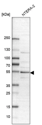 Western blot analysis in human cell line NTERA-2.
