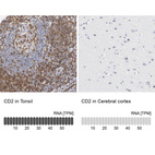 Anti-CD2 Antibody