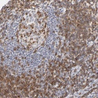 Anti-CD2 Antibody