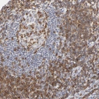 Immunohistochemical staining of human tonsil shows high expression.
