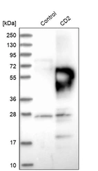 Western blot analysis in control (vector only transfected HEK293T lysate) and CD2 over-expression lysate (Co-expressed with a C-terminal myc-DDK tag (~3.1 kDa) in mammalian HEK293T cells, LY400671).
