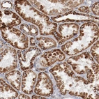 Anti-NDUFS4 Antibody