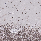 Immunohistochemical staining of human cerebellum shows strong nuclear positivity in all layers.