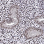 Immunohistochemical staining of human endometrium shows moderate nuclear positivity in glandular cells.