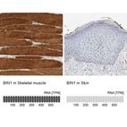 Anti-BIN1 Antibody