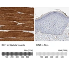 Anti-BIN1 Antibody