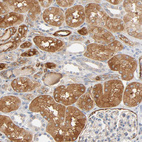 Immunohistochemical staining of human kidney shows strong cytoplasmic positivity in cells in proximal tubules.