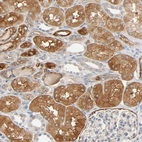 Immunohistochemical staining of human kidney shows strong cytoplasmic positivity in cells in proximal tubules.
