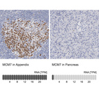 Anti-MCM7 Antibody