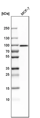 Western blot analysis in human cell line MCF-7.
