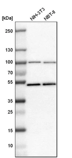 Western blot analysis in mouse cell line NIH-3T3 and rat cell line NBT-II.