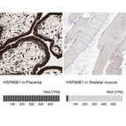 Immunohistochemistry analysis in human placenta and skeletal muscle tissues using HPA003901 antibody. Corresponding HSP90B1 RNA-seq data are presented for the same tissues.