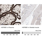 Immunohistochemistry analysis in human placenta and skeletal muscle tissues using HPA003901 antibody. Corresponding HSP90B1 RNA-seq data are presented for the same tissues.
