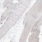 Immunohistochemical staining of human skeletal muscle shows weak cytoplasmic positivity in myocytes as expected.