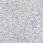 Anti-FAM118A Antibody