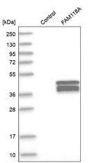 Western blot analysis in control (vector only transfected HEK293T lysate) and FAM118A over-expression lysate (Co-expressed with a C-terminal myc-DDK tag (~3.1 kDa) in mammalian HEK293T cells, LY413457).