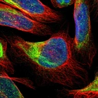 Immunofluorescent staining of human cell line U-2 OS shows localization to nucleus, cytosol & intermediate filaments.
