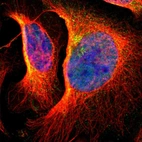 Immunofluorescent staining of human cell line U-2 OS shows localization to nucleoplasm & mitochondria.