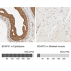 Anti-BCAP31 Antibody