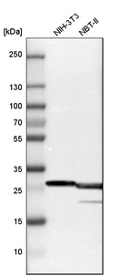 Western blot analysis in mouse cell line NIH-3T3 and rat cell line NBT-II.