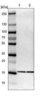 Lane 1: NIH-3T3 cell lysate (Mouse embryonic fibroblast cells)_br/_Lane 2: NBT-II cell lysate (Rat Wistar bladder tumour cells)