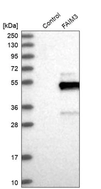 Western blot analysis in control (vector only transfected HEK293T lysate) and FAIM3 over-expression lysate (Co-expressed with a C-terminal myc-DDK tag (~3.1 kDa) in mammalian HEK293T cells, LY401671).
