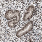 Immunohistochemical staining of human endometrium shows high expression.